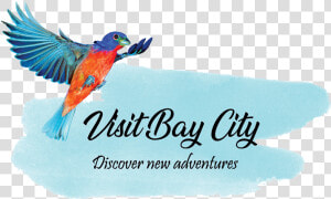 Bay City Tourism Council   Coraciiformes  HD Png Download