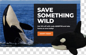 Adopt An Orca   Gif Con Movimiento De Animales  HD Png Download