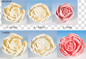 Peony Heads Flower Icing Cake Decorations   Garden Rose Icing Flower  HD Png Download