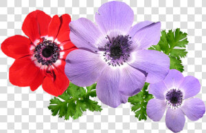 Anemone  Mixtos  Flores  Primavera   Anemone Flower Png  Transparent Png