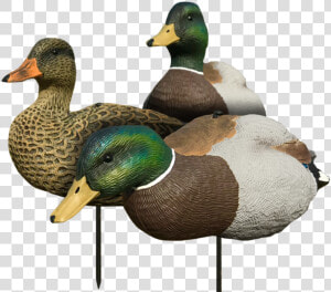 White Rock Evac Mallard Full Body 6 Pack   Mallard Decoys  HD Png Download