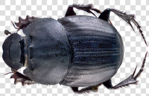 Dung Beetle Png File   Malaysian Dung Beetle  Transparent Png