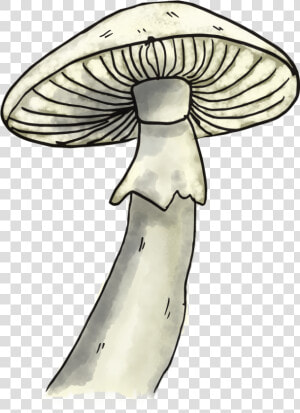 Mushroom   Pleurotus Eryngii  HD Png Download