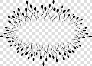 Line Art symmetry monochrome Photography   Espermatozoides Png  Transparent Png