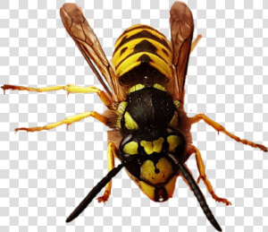  yellowjacket  queen  queenbee  bee  wasp  hornet  bug   Hornet  HD Png Download