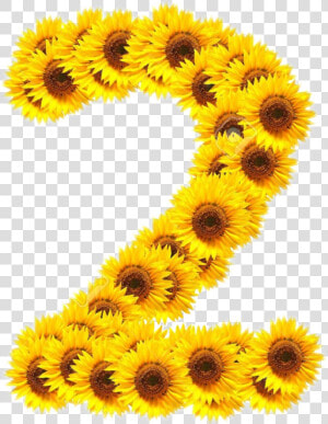  girasoles🌻  numeros  freetoedit   Numeros Girasol Png  Transparent Png