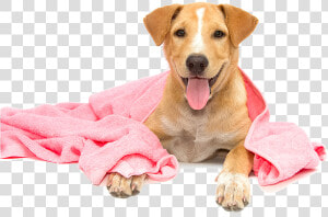 Dog Taking A Bath Png  Transparent Png