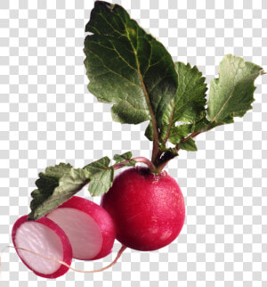 British Radish  HD Png Download