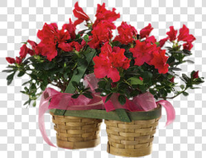 Azalea Plants  HD Png Download