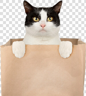 A Cat Popping Out Of A Bag   Arco Cat Out Of The Bag  HD Png Download