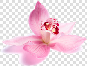 Beauty Parlour Flowers Png   Png Download   Beauty Parlour Flowers Png  Transparent Png