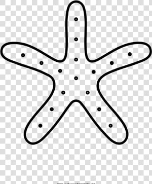 Estrella De Mar Página Para Colorear   Drawing  HD Png Download