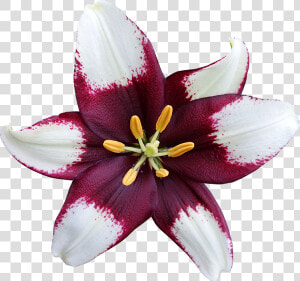 Lys Png 5 » Png Image   Lily  Transparent Png