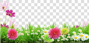  mq  grass  green  flowers  flower  garden  nature   Background Flower Images Png  Transparent Png