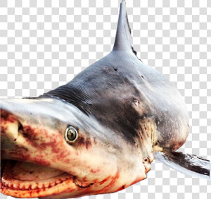  shark  deadshark  sharkweek  sharkmouth  sharktooth   Billfish  HD Png Download