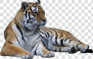 Transparent Laying Down Png   Transparent Tiger Lying Down  Png Download