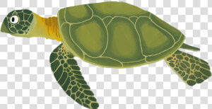 Background Category   Sea Turtle Cartoon Png  Transparent Png