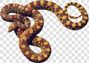 Big Snake Png   Cobras Em Png  Transparent Png