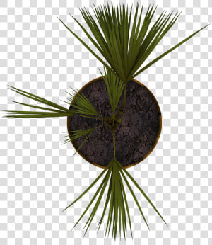 Plant   Planta En Planta Png  Transparent Png