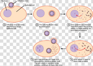 Image   Virus Infecting Host Cell  HD Png Download