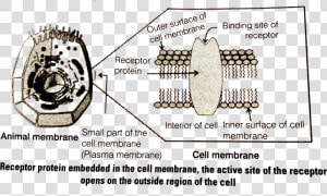 Ncert Science Book Class 9  HD Png Download