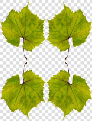 Planta De Uva Hojas  HD Png Download