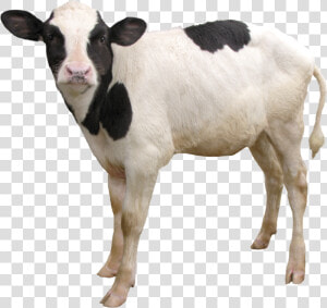 Cow Png  Download Png Image With Transparent Background    Transparent Calf Png  Png Download