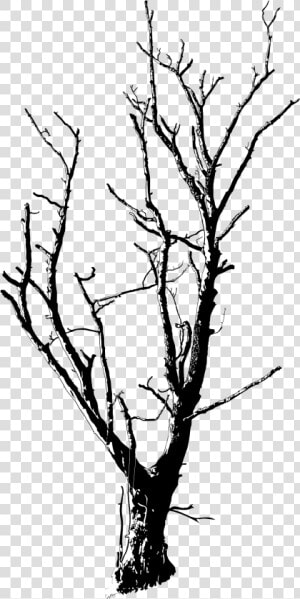 Dead Tree Line Drawing Clipart   Png Download   Png Transparent Dead Trees  Png Download