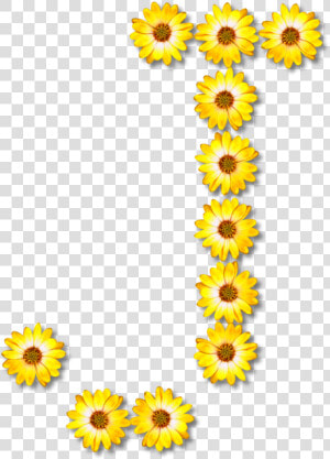 Sunflower Seed plant flower   Flower Alphabet Png  Transparent Png