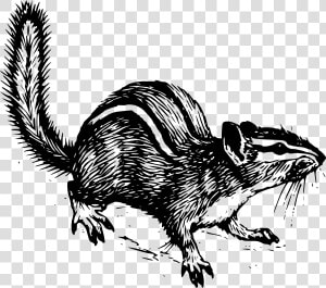 Chipmunk Svg Clip Arts   Chipmunk Line Drawing  HD Png Download