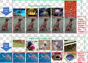 Dog Vs Fish Classifier Poisoning   Neural Network Data Poisoning  HD Png Download