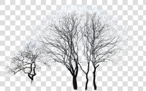 Tree Winter Black And White   Snowy Winter Tree Vector  HD Png Download