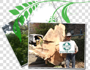 Stump Removal   Tree  HD Png Download