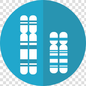 Chromosomes  Genetics  Dna  Genes  Chromosome   Chromosome Graphic  HD Png Download