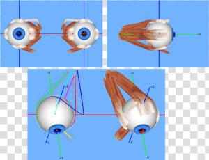 Extraocular Muscles   3d Extraocular Muscle Model  HD Png Download