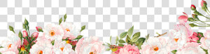 Png Floral Border   Transparent Floral Border Png  Png Download