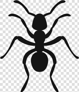 Icon3   Ant  HD Png Download