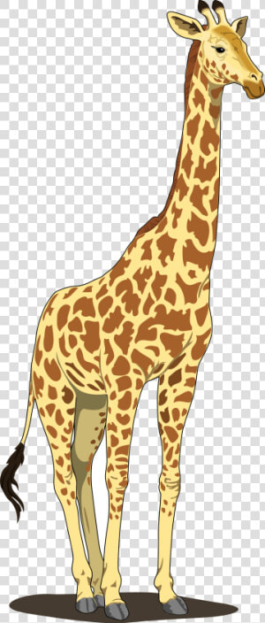 Giraffe   Giraffe Clipart Png  Transparent Png