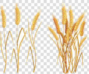 Wheat Vector Plant Transparent Clipart Free Ya Png   Clipart Wheat  Png Download