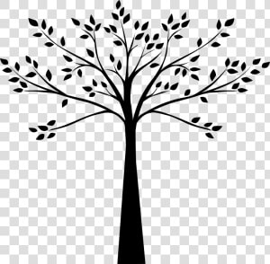 Tree Black And White Drawing Plum   Tree Decal Black And White  HD Png Download