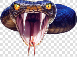 Black Mamba Snake Png Photo   Snake Black Mamba Png  Transparent Png