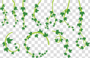 Liana Leaves Vector   Lianas Png  Transparent Png