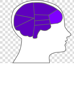 Head And Brain Outline Svg Clip Arts   Human Brain  HD Png Download