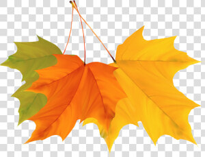 Maple Leaf Autumn   Autumn Leaves Png Vector  Transparent Png