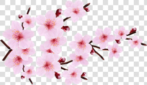 Cherry Blossom Border Png   Cherry Blossom Png Transparent  Png Download