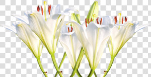 Transparent Easter Lily Png   Lily  Png Download