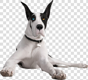 Your Cart Is Empty   Pergo The Great Dane  HD Png Download