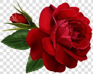  red  roses  rosas  rojas  foryou  bemyvalentine  valentinesday   Rose Flower Gif  HD Png Download