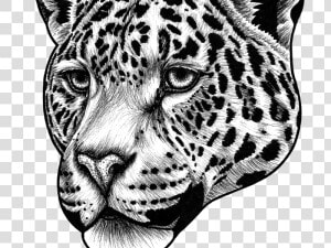 Transparent Jaguar Clipart Black And White   Jaguar Animal Drawing Face  HD Png Download