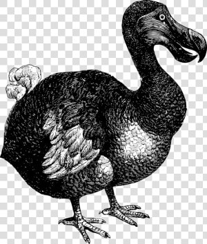 Animal  Bird  Dodo  Extinct  Flightless  Mauritius   Dodo Clipart  HD Png Download